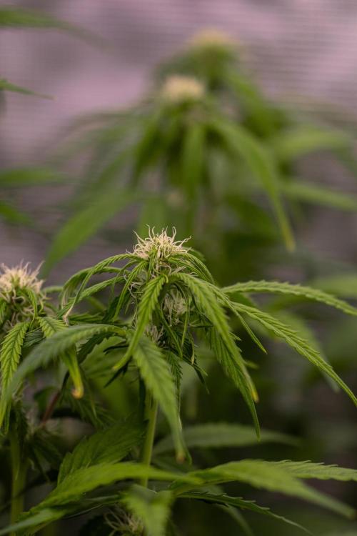 Paradise Seeds - Vertigo Auto. Week 7