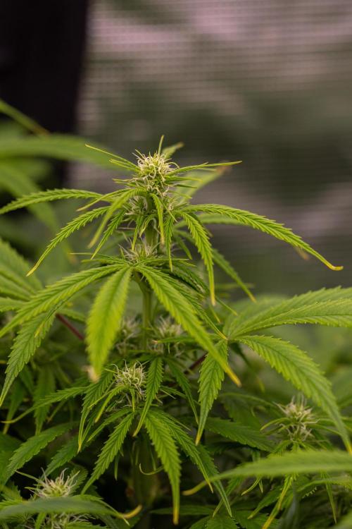 Paradise Seeds - Stromboli Auto. Week 7