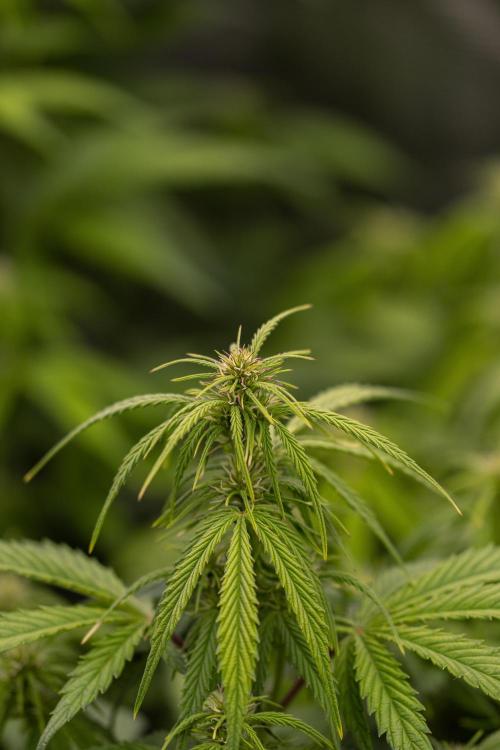 Dutch Blue Auto - Spliff Seeds. Week 7