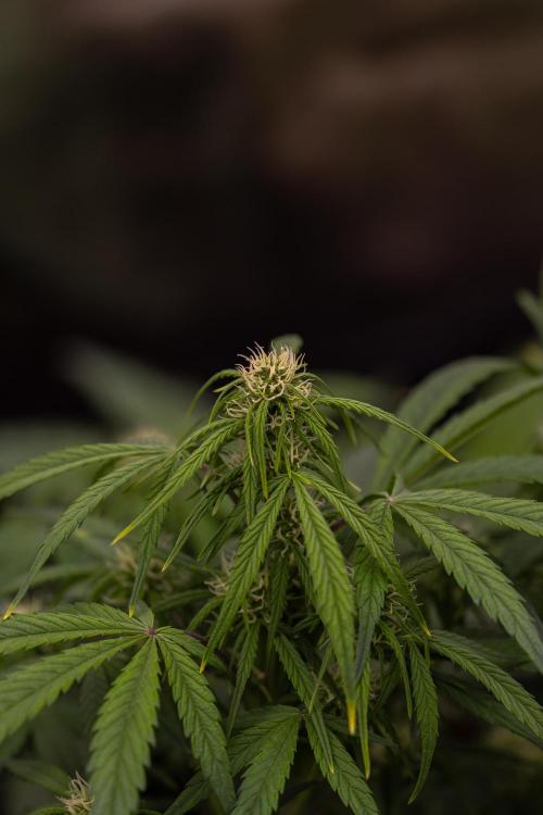 Dutch Auto - Spliff Seeds. Week 7