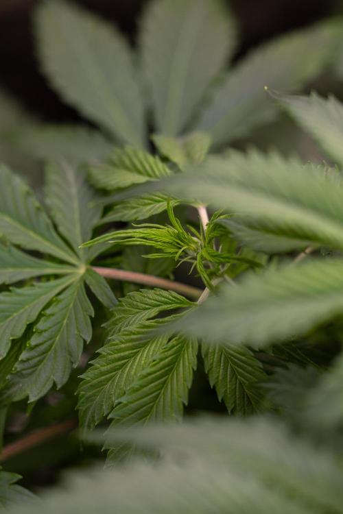 Lemon Cream Kush Automatic. Week 7