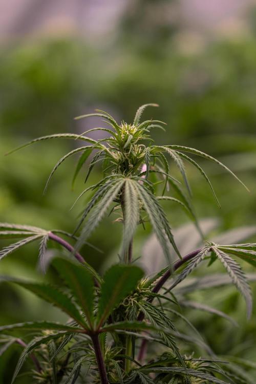 Mega Power Plant Auto - Spliff Seeds. Week 7