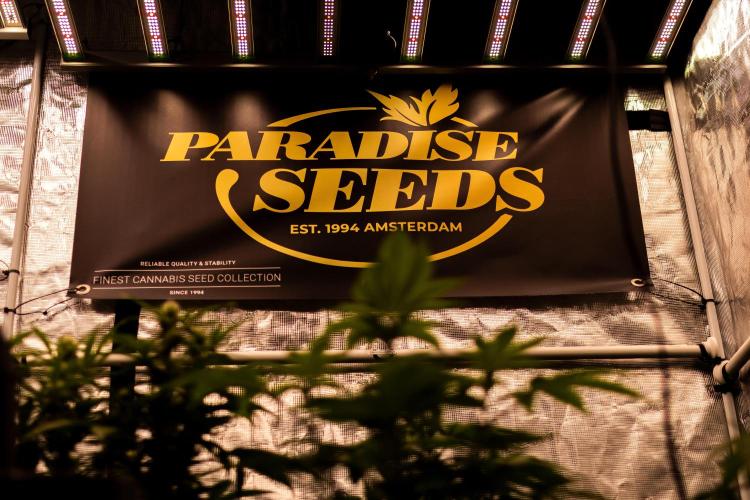 Tester# 60zB x 1500 - Paradise Seeds. Week 5