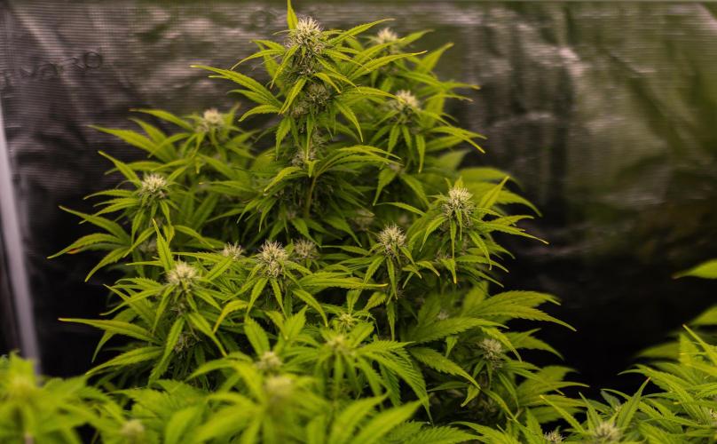 Paradise Seeds - Vertigo Auto. Week 8