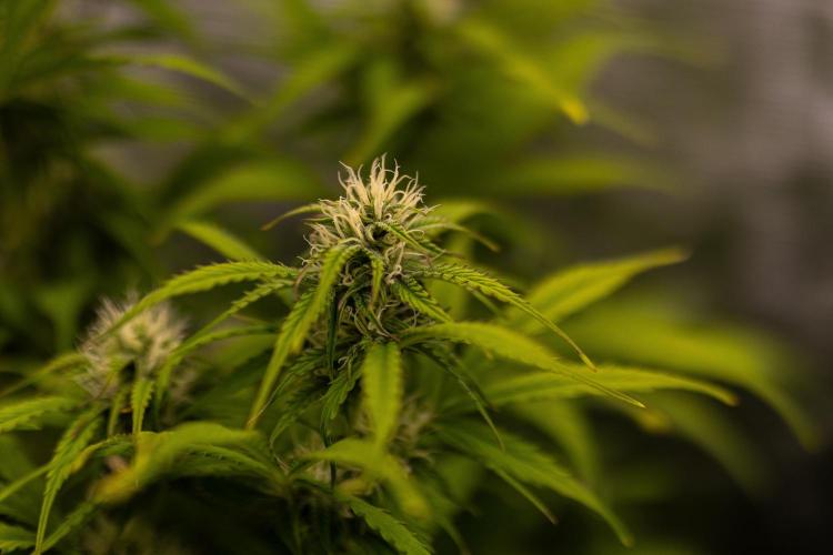 Paradise Seeds - Vertigo Auto. Week 8