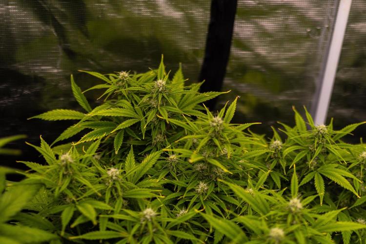 Paradise Seeds - Stromboli Auto. Week 8