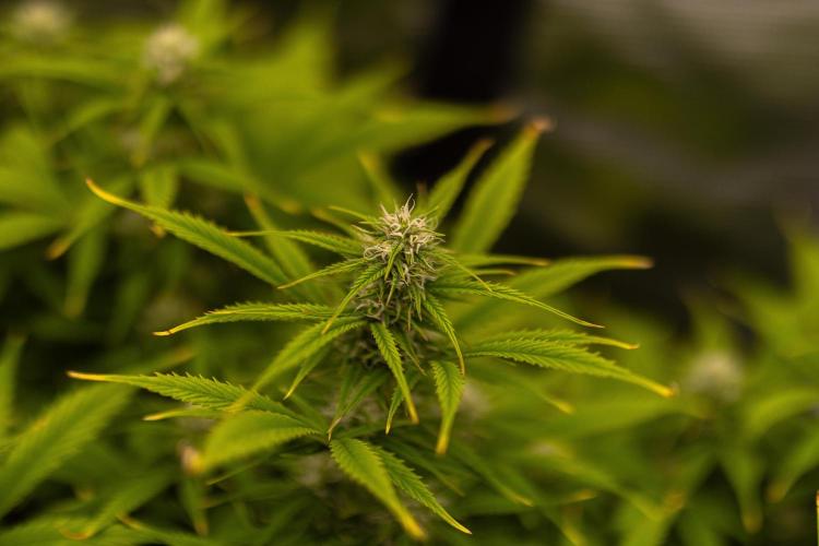 Paradise Seeds - Stromboli Auto. Week 8