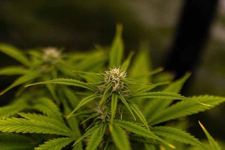 Paradise Seeds - Stromboli Auto. Week 8