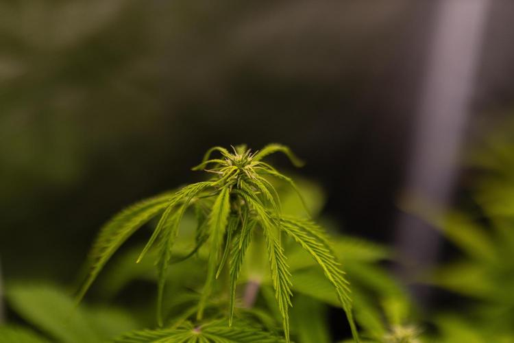 Spliff Seeds - Gelato Auto. Week 8