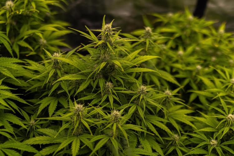 Dutch Blue Auto - Spliff Seeds. Week 8