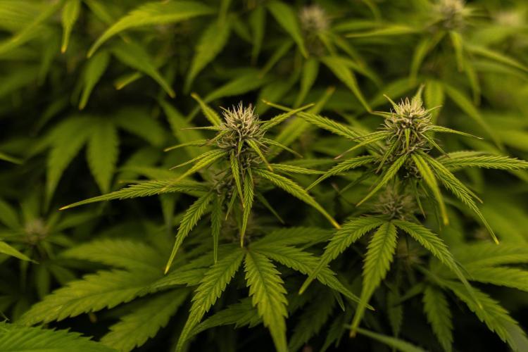 Dutch Blue Auto - Spliff Seeds. Week 8