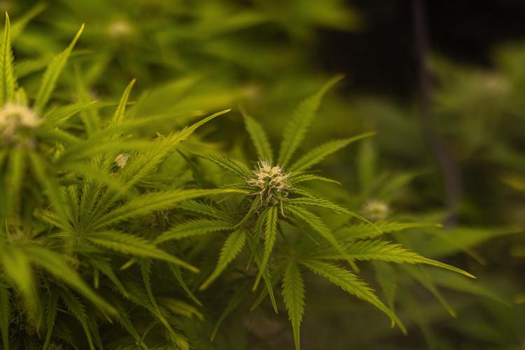 Gorilla Auto - Spliff Seeds. Week 8