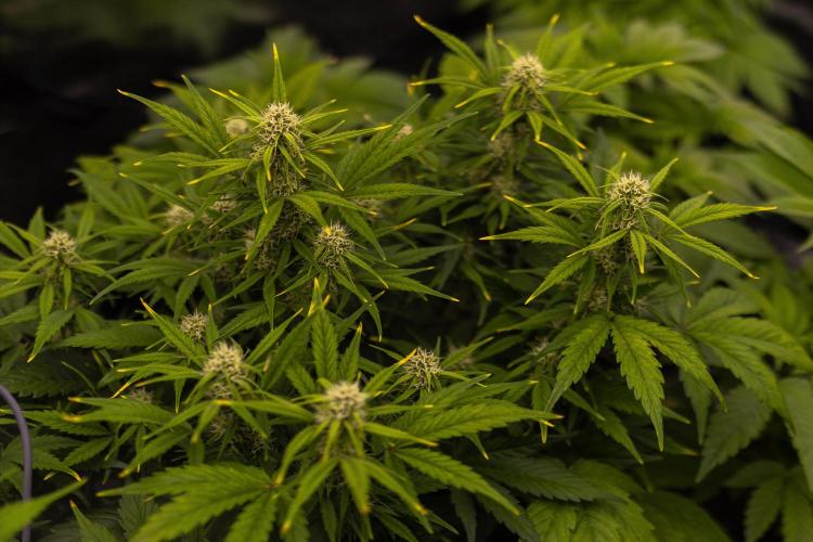 Dutch Auto - Spliff Seeds. Week 8