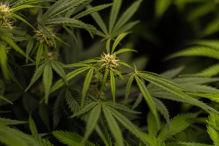 Mega Power Plant Auto - Spliff Seeds. Week 8