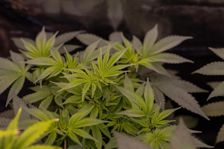 Tester# 494 x 1500 - Paradise Seeds. Week 6