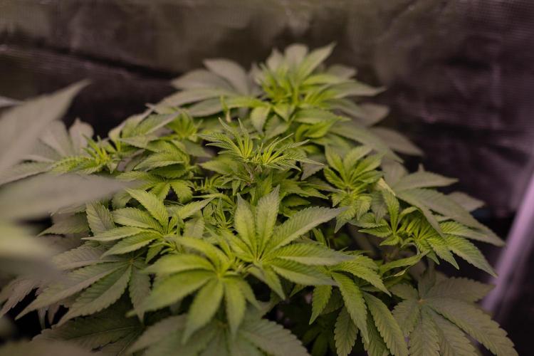 Tester# 60zB x 1500 - Paradise Seeds. Week 6