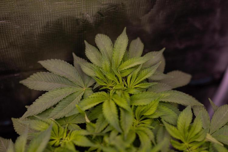 Tester# 60zB x 1500 - Paradise Seeds. Week 6