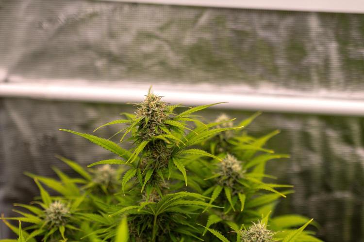 Paradise Seeds - Vertigo Auto. Week 9