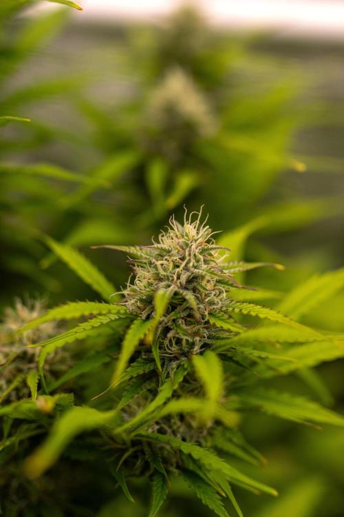Paradise Seeds - Vertigo Auto. Week 9