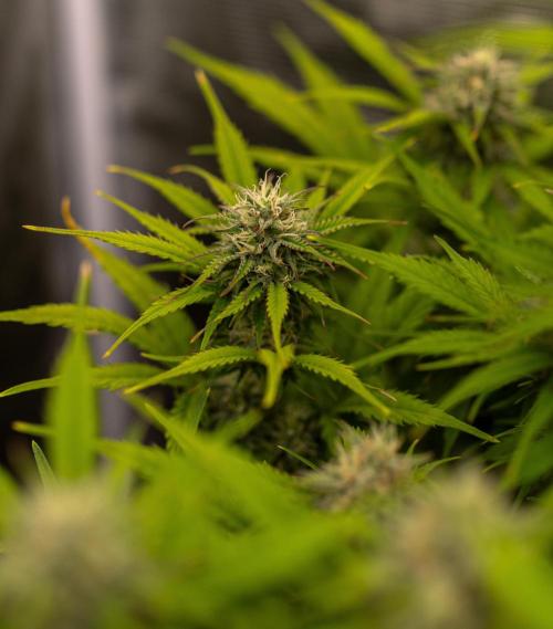Paradise Seeds - Vertigo Auto. Week 9