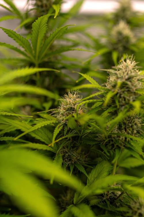 Paradise Seeds - Vertigo Auto. Week 9