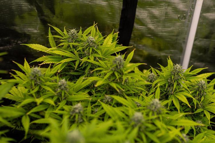 Paradise Seeds - Stromboli Auto. Week 9