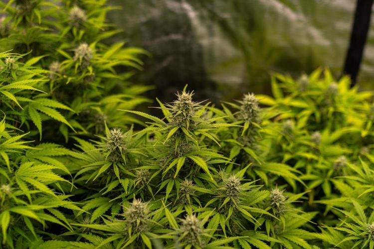 Dutch Blue Auto - Spliff Seeds. Week 9
