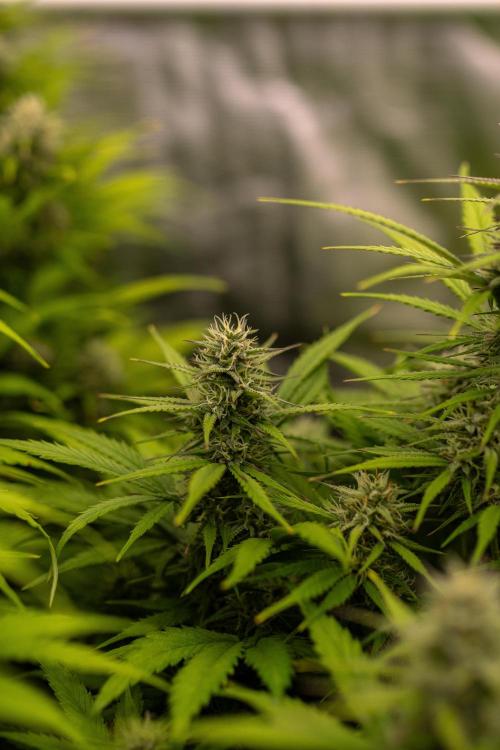 Dutch Blue Auto - Spliff Seeds. Week 9