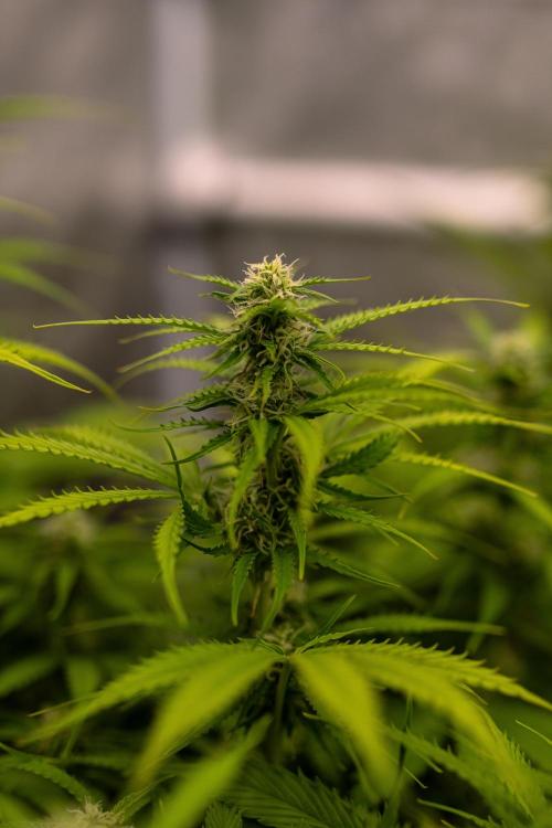 Spliff Seeds - Gelato Auto. Week 9
