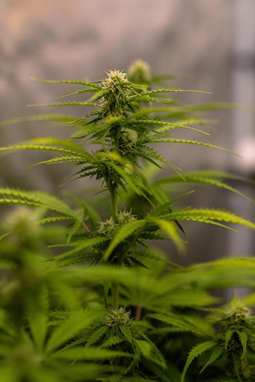 Spliff Seeds - Gelato Auto. Week 9