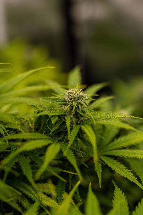 Gorilla Automatic. Week 9