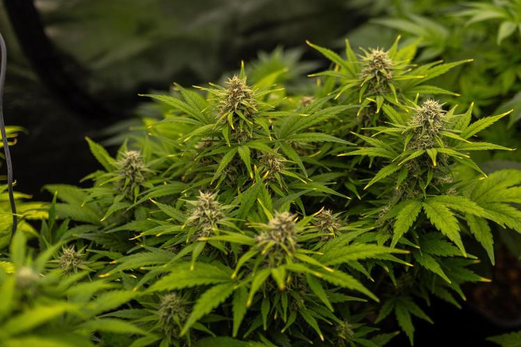 Dutch Auto - Spliff Seeds. Week 9