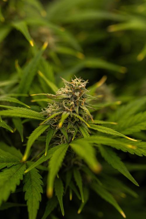 Dutch Auto - Spliff Seeds. Week 9