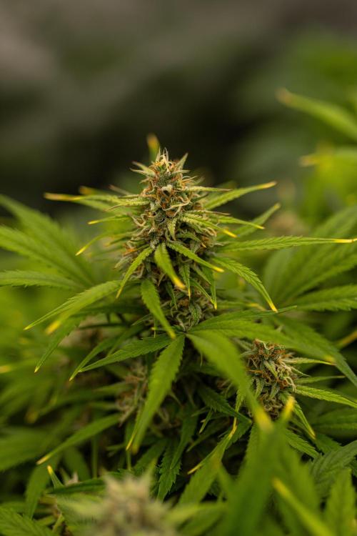Dutch Automatic. Week 9