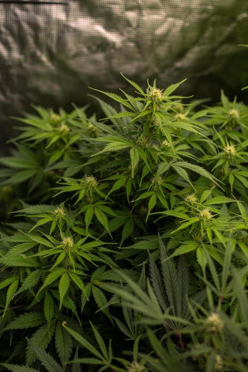 Lemon Crem Kush Auto - Spliff Seeds. Week 9