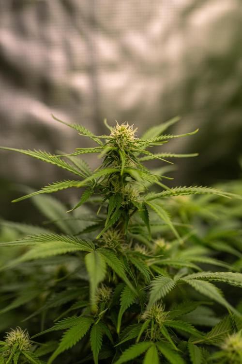 Lemon Crem Kush Auto - Spliff Seeds. Week 9