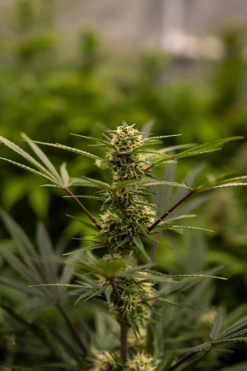 Mega Power Plant Auto - Spliff Seeds. Week 9
