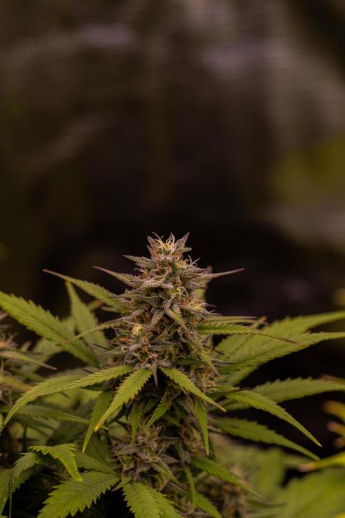 Paradise Seeds - Vertigo Auto. Week 10