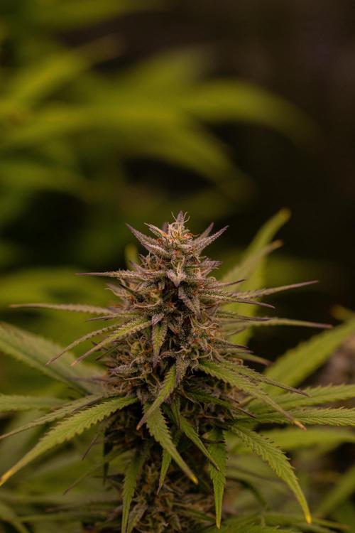 Paradise Seeds - Vertigo Auto. Week 10
