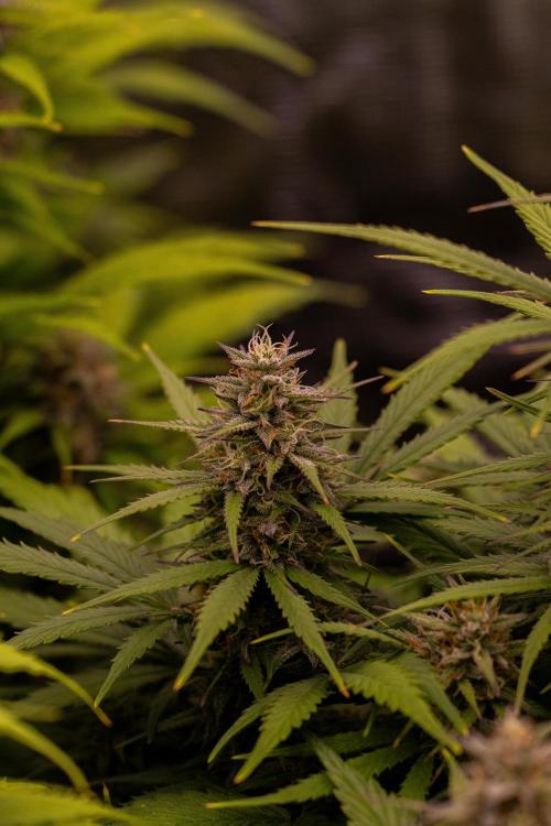 Paradise Seeds - Vertigo Auto. Week 10