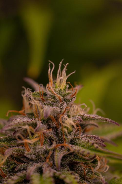 Paradise Seeds - Vertigo Auto. Week 10