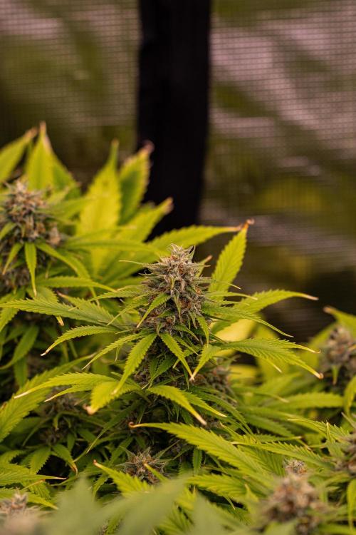 Paradise Seeds - Stromboli Auto. Week 10