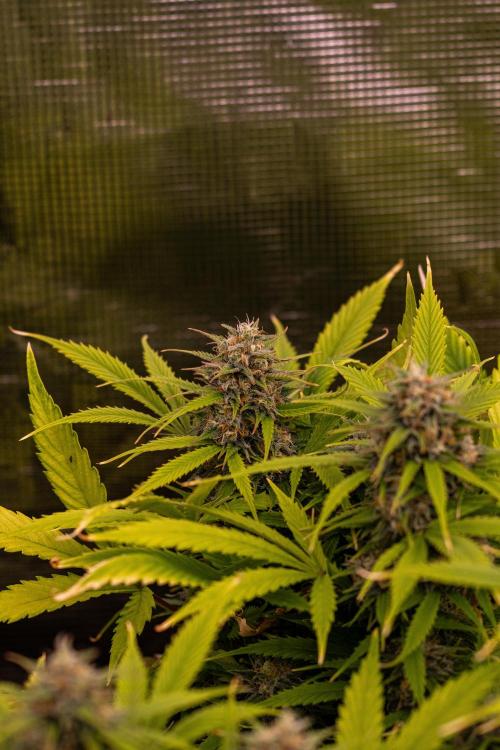 Paradise Seeds - Stromboli Auto. Week 10