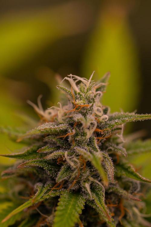 Paradise Seeds - Stromboli Auto. Week 10