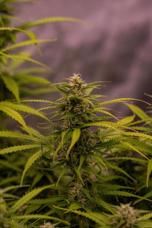 Spliff Seeds - Gelato Auto. Week 10
