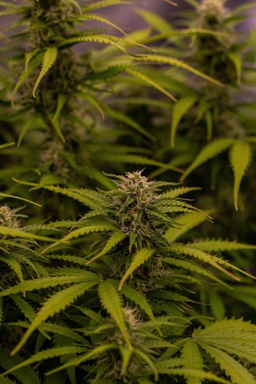 Spliff Seeds - Gelato Auto. Week 10