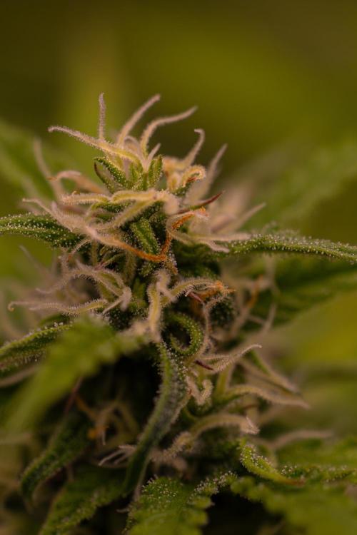 Spliff Seeds - Gelato Auto. Week 10