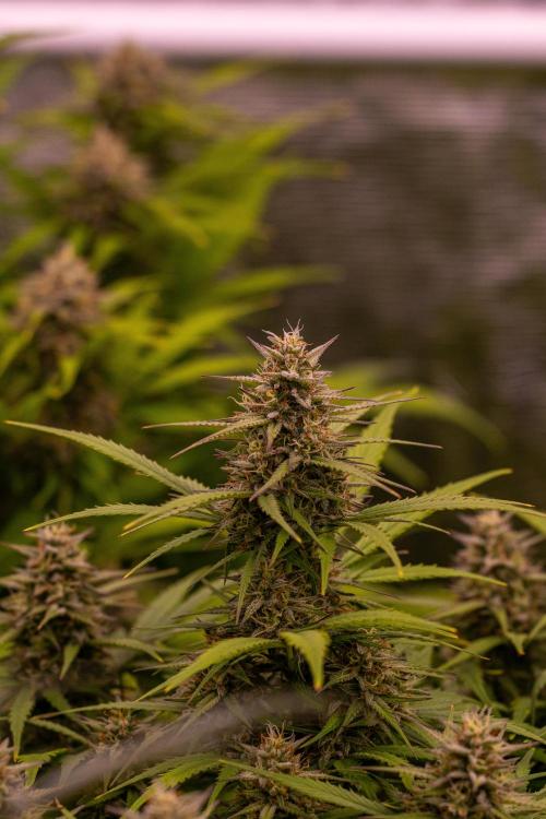 Dutch Blue Auto - Spliff Seeds. Week 10