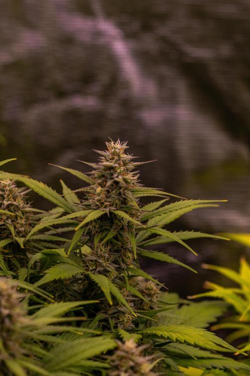 Dutch Blue Auto - Spliff Seeds. Week 10