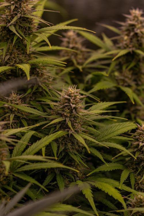 Dutch Blue Auto - Spliff Seeds. Week 10